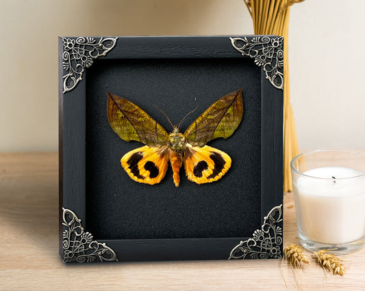 Real Butterfly Eudocima Wooden Frame Dried Insect Specimens K14-05-DE