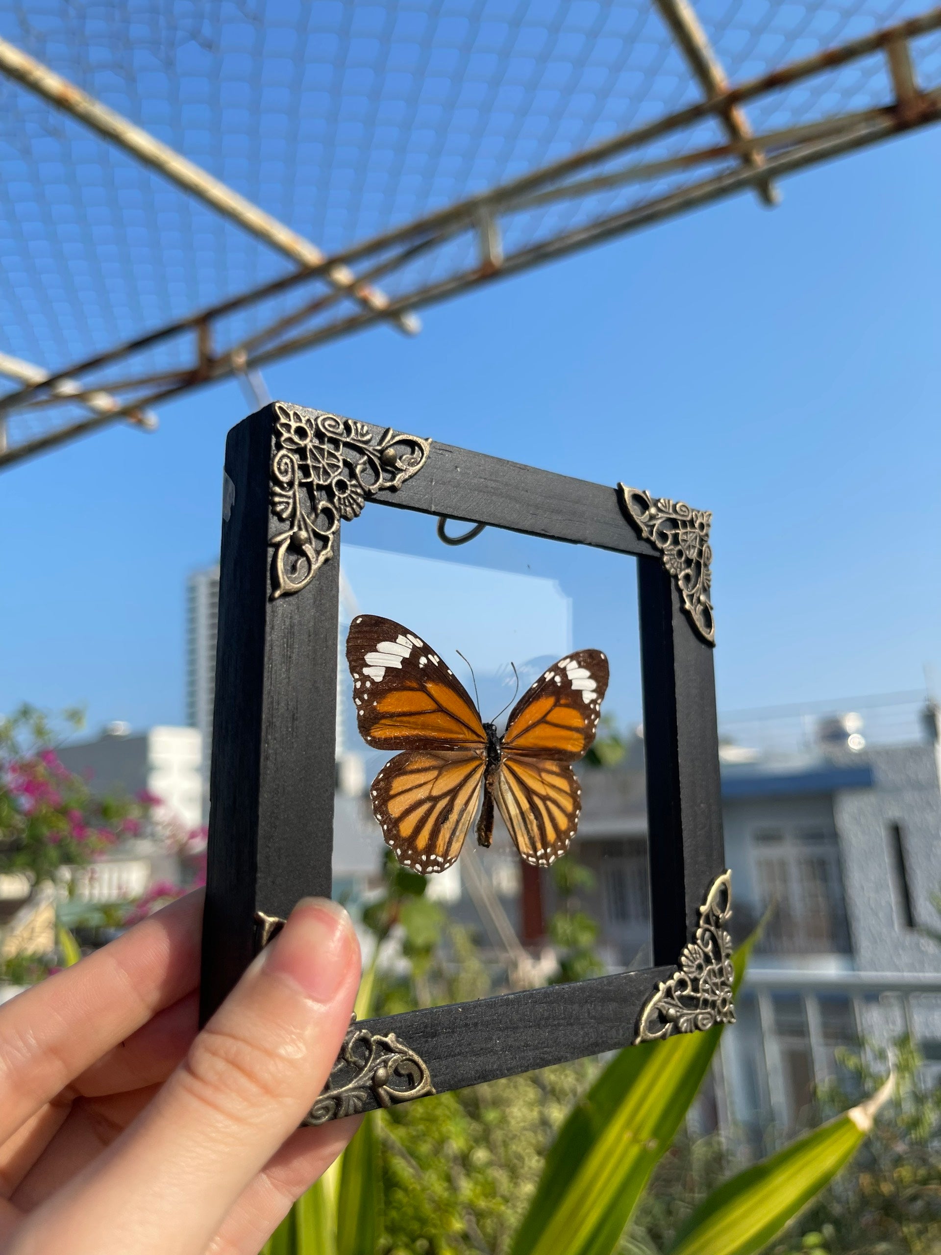 Real Framed Danaus Genutia Butterfly Insect Glass Shadow Box K12-13-KINH