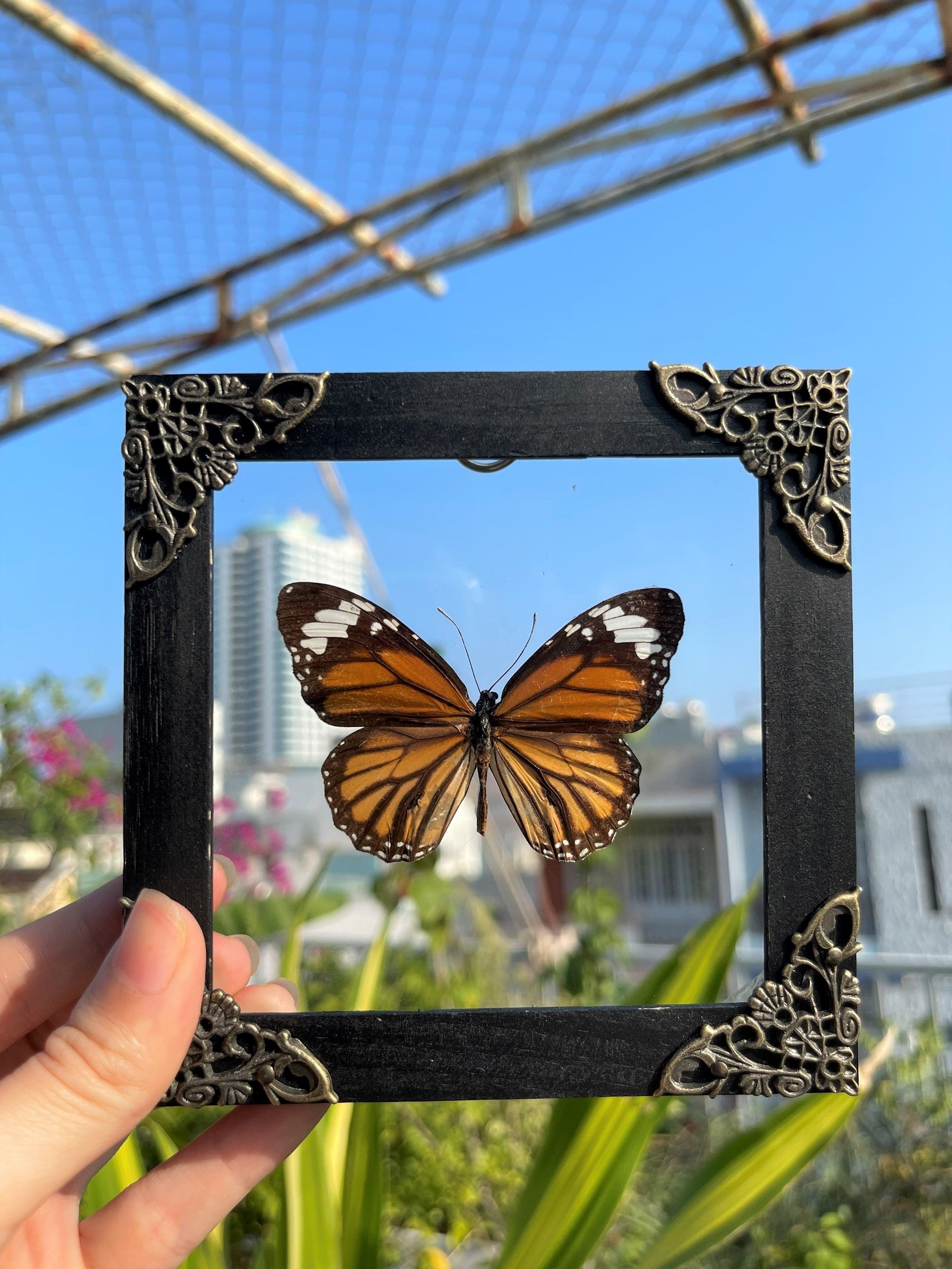 Real Framed Danaus Genutia Butterfly Insect Glass Shadow Box K12-13-KINH