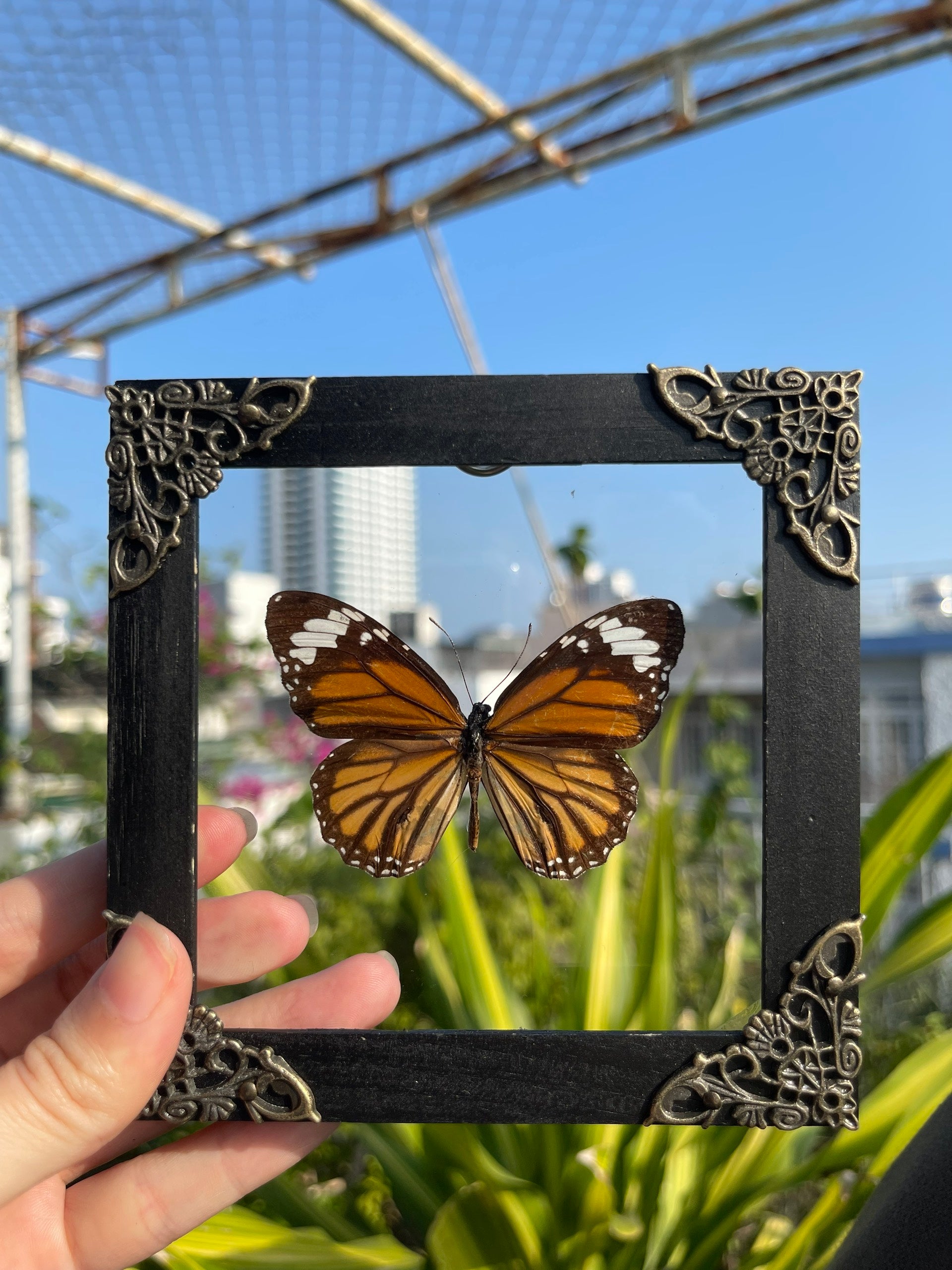 Real Framed Danaus Genutia Butterfly Insect Glass Shadow Box K12-13-KINH