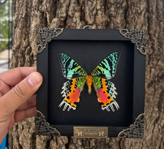 Real Black Framed Sunset Moth Butterfly Handmade Shadow Box K14-29-DE