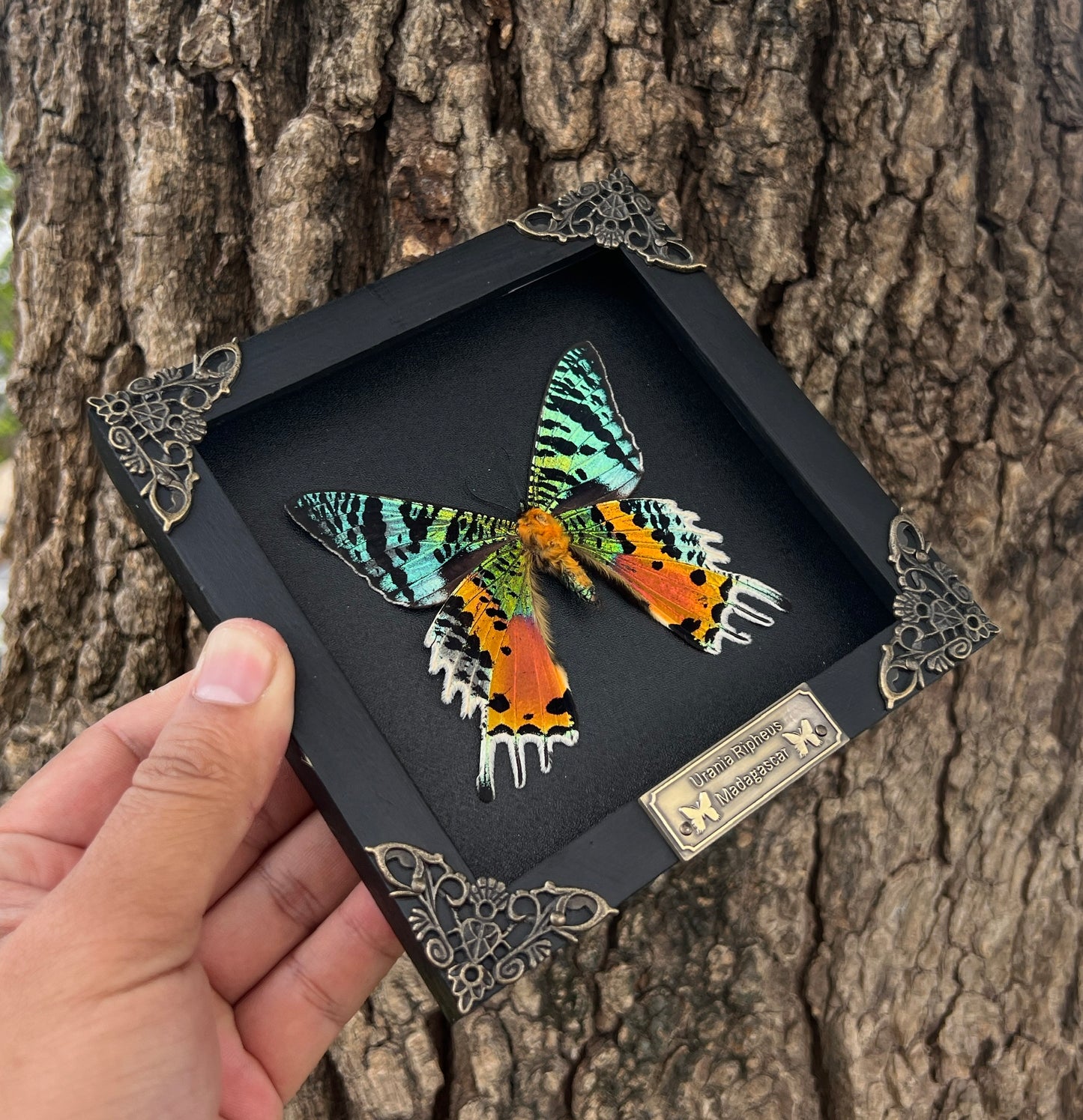 Real Black Framed Sunset Moth Butterfly Handmade Shadow Box K14-29-DE