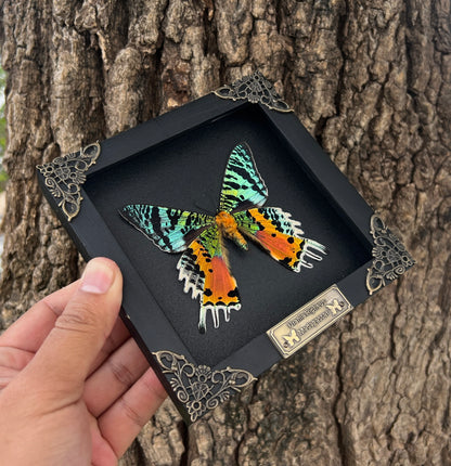 Real Black Framed Sunset Moth Butterfly Handmade Shadow Box K14-29-DE