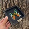 Real Black Framed Sunset Moth Butterfly Taxidermy Handmade Shadow Box K14-29-DE