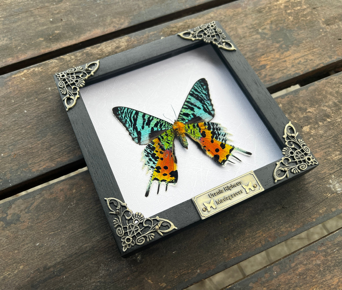 Real White Framed Sunset Moth Butterfly Handmade Shadow Box K14-29-TR