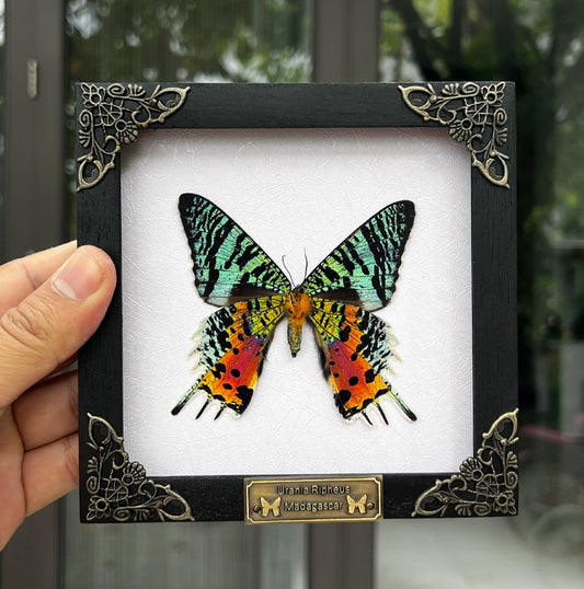 Real White Framed Sunset Moth Butterfly Handmade Shadow Box K14-29-TR